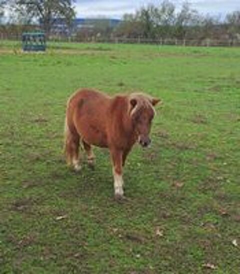   tr�s belle ponette shetland de 3 ans 