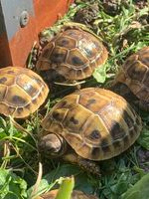   Tortue de terre  