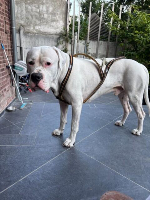 SABA ( DOGUE ARGENTIN DE 5 ANS RECHERCHE UNE FAMILLE) 180 59163 Cond�-sur-l'escaut