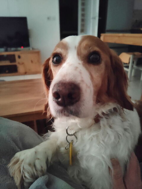 Didi le chiot de 9 ans 0 34000 Montpellier