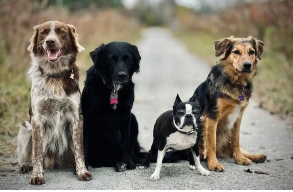   Garde de chiens  
