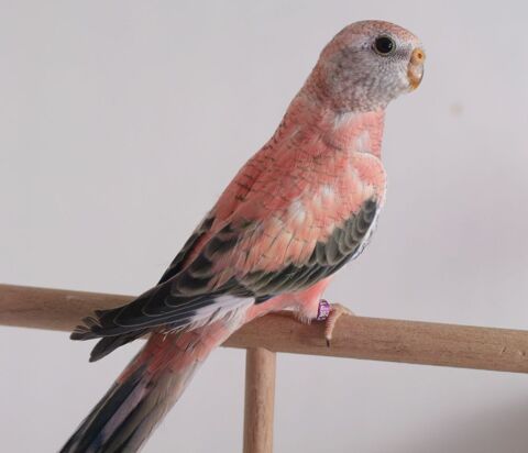 Perruches de BOURKE 45 28100 Dreux