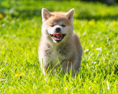 Chiots Akita inu LOF 1200 14400 Bayeux