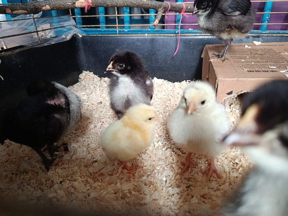   poussin mais le 3 mai est né le 16mai 