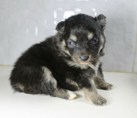 Magnifique chiot spitz allemand 1000 75005 Paris