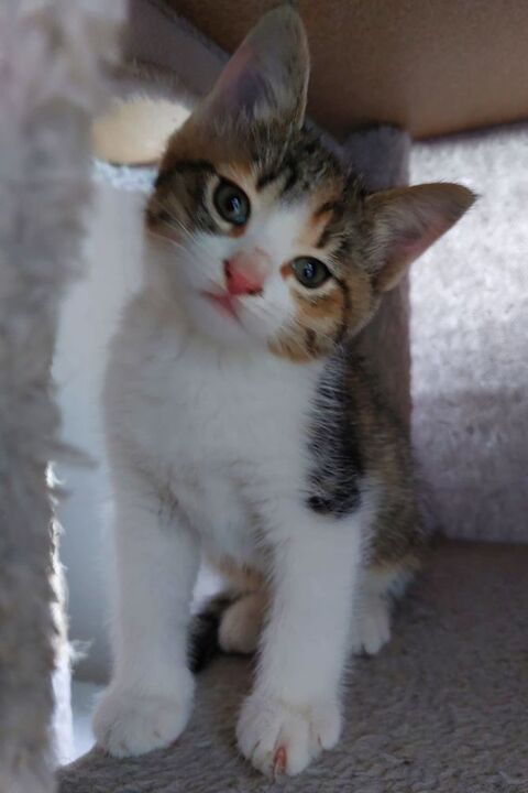 Chatons aimants cherchent famille 0 95450 Vigny