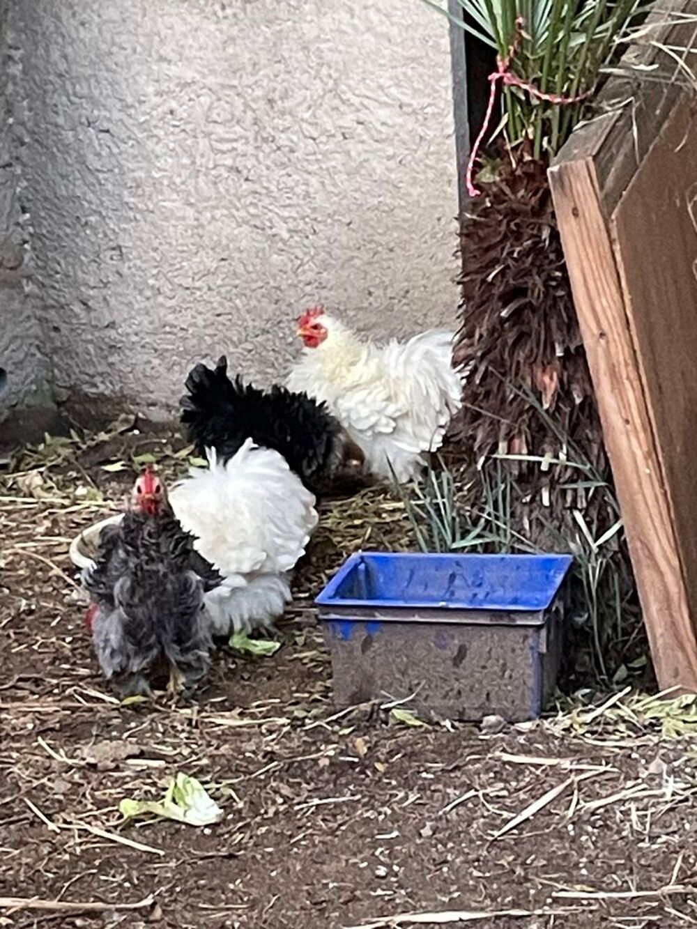   Coq Batnam de Pekin blanc 