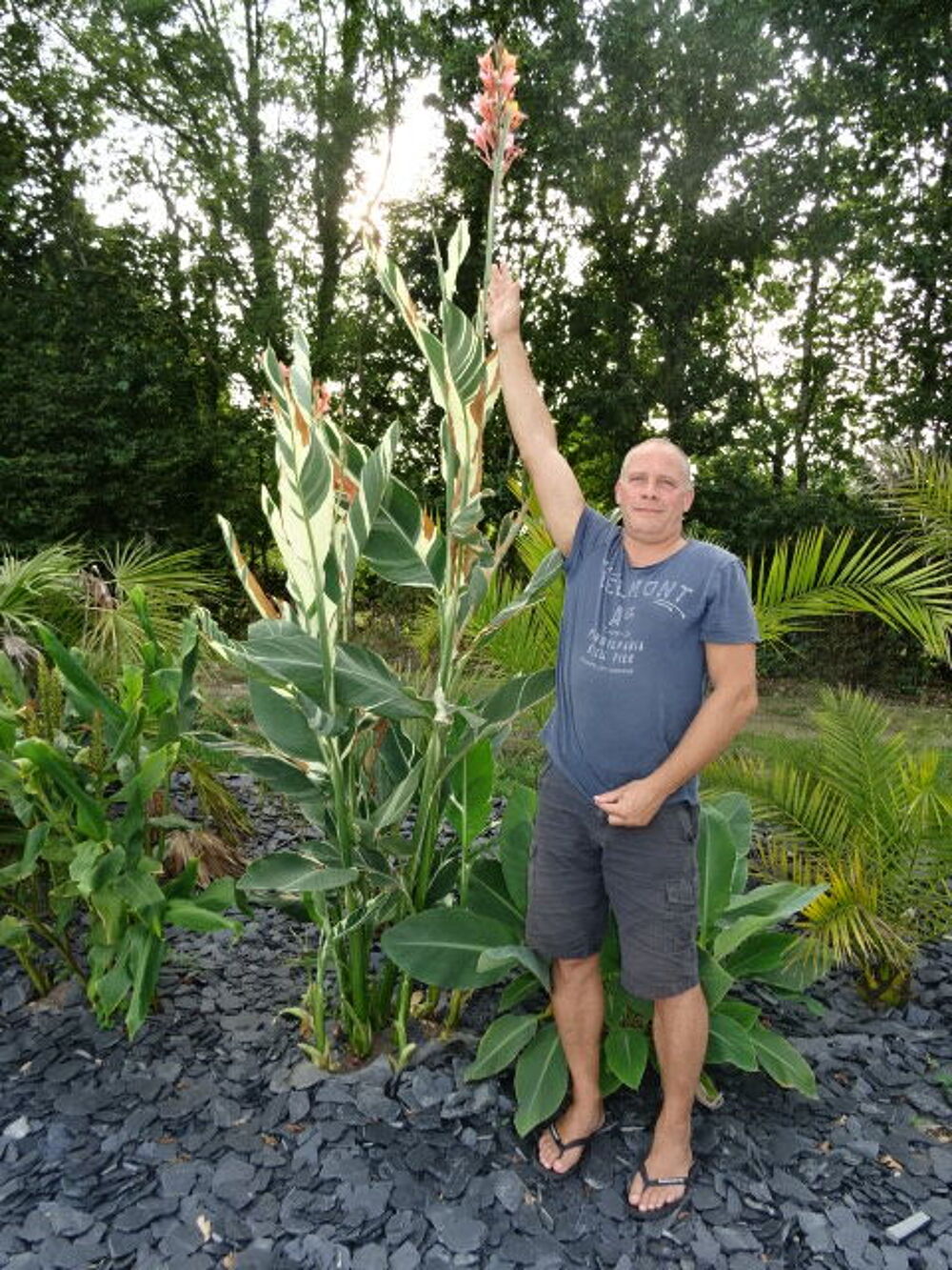 Cannas stuttgart &eacute;change Jardin