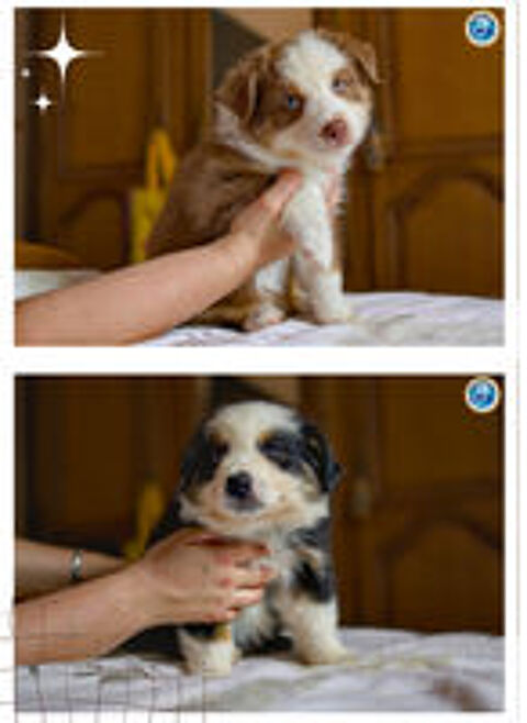   4 chiots a rserv type Berger Australien 