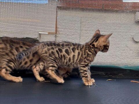 Superbes chatons Bengal LOOF 990 66240 Saint-est�ve