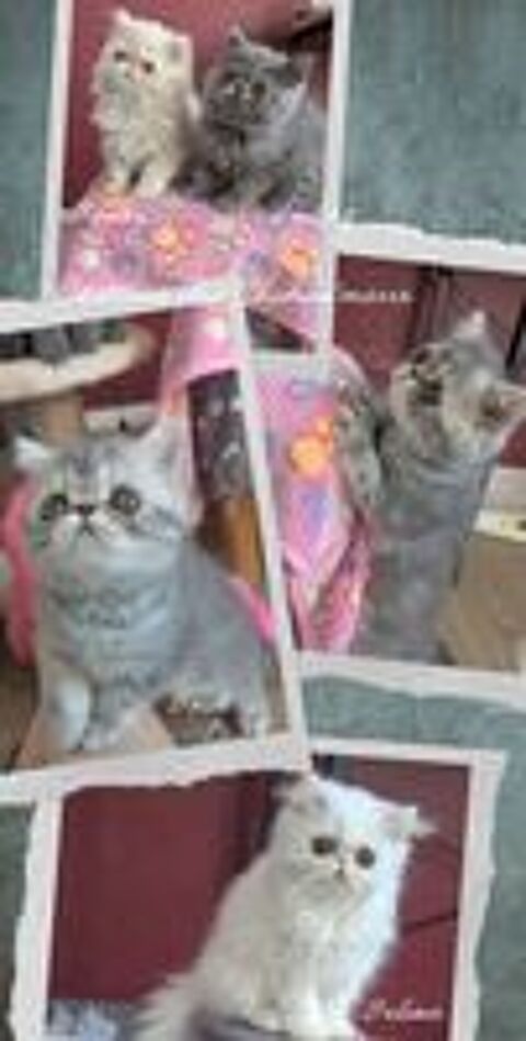   chatons exotic shorthair  et persan à réserver  