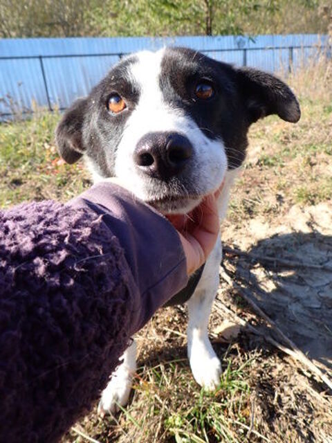 Phoebus &agrave; l'adoption 300 89000 Auxerre