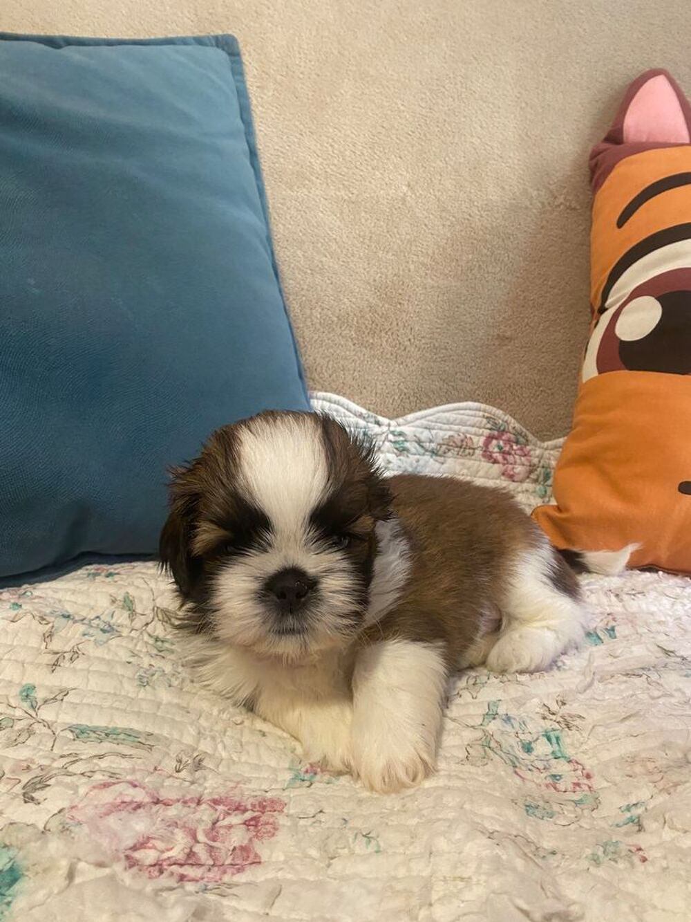   adorables bébés shih tzu 