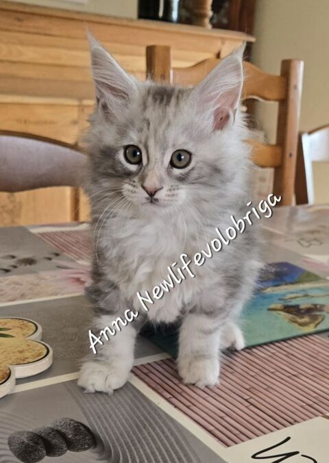 splendide femelle Maine coon LOOF 1500 30700 Uzs