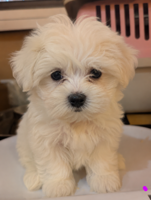   Bichon maltais  