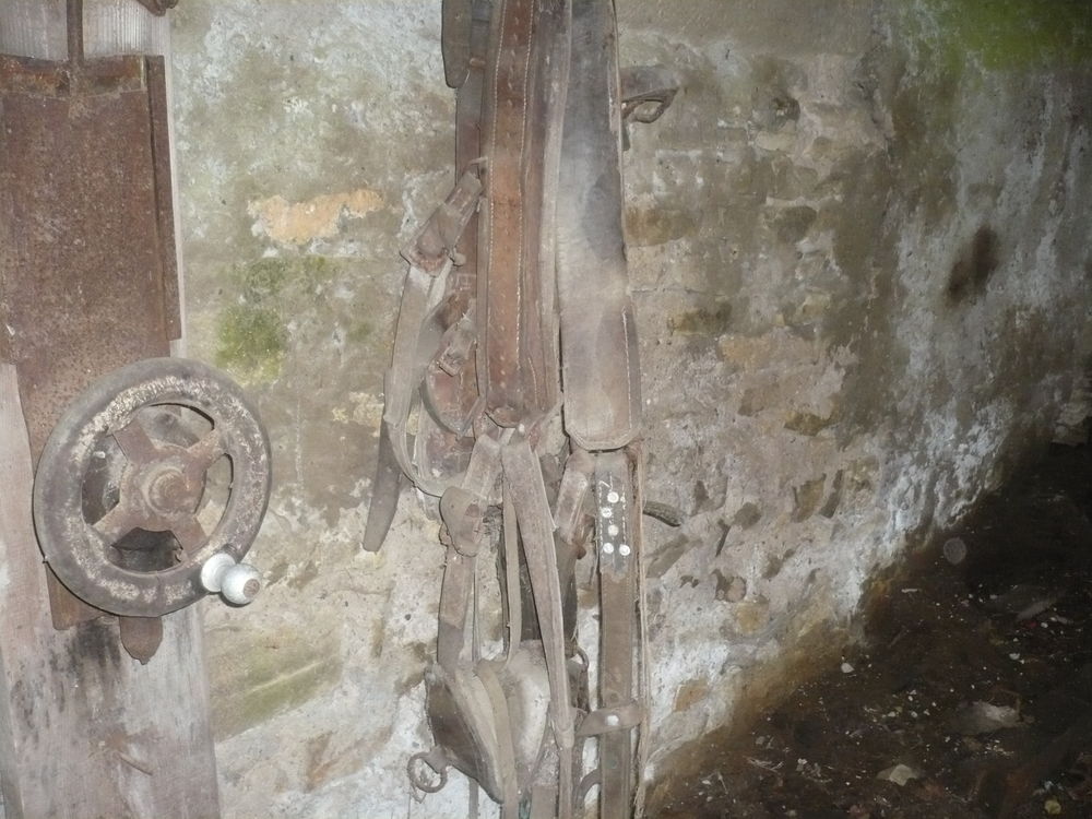 Harnais pour chevaux. Décoration