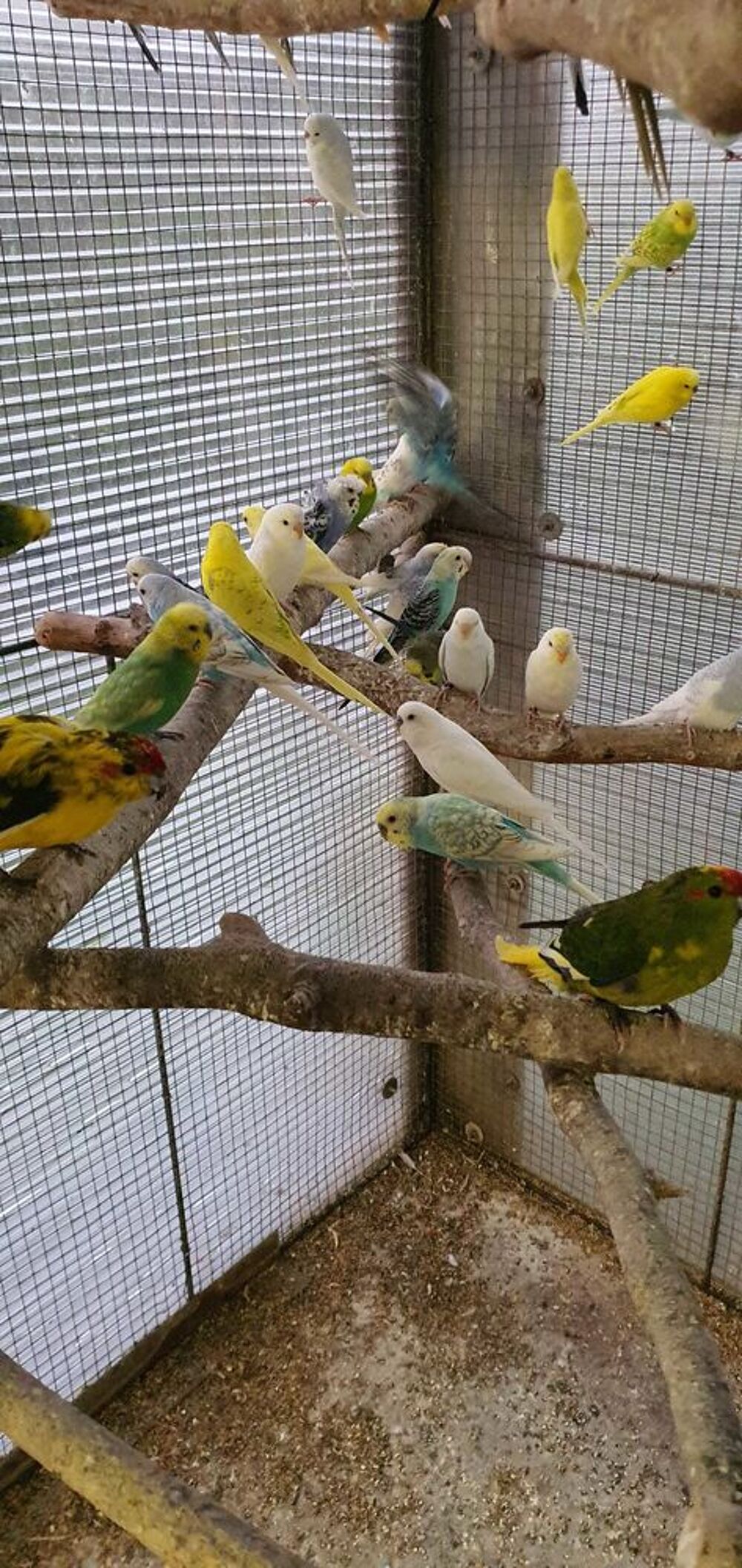 oiseaux perruches ondul&eacute;es Jardin