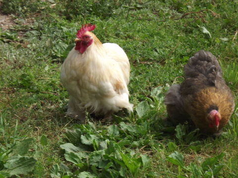 oeufs fecond&eacute;s 1 44130 Blain