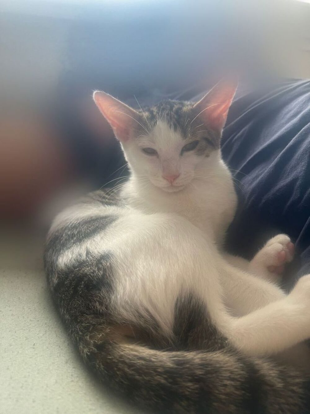   Chaton femelle de 3 mois à  adopter 