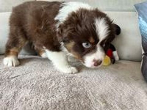   R�servation chiots Berger Australien non Lof 