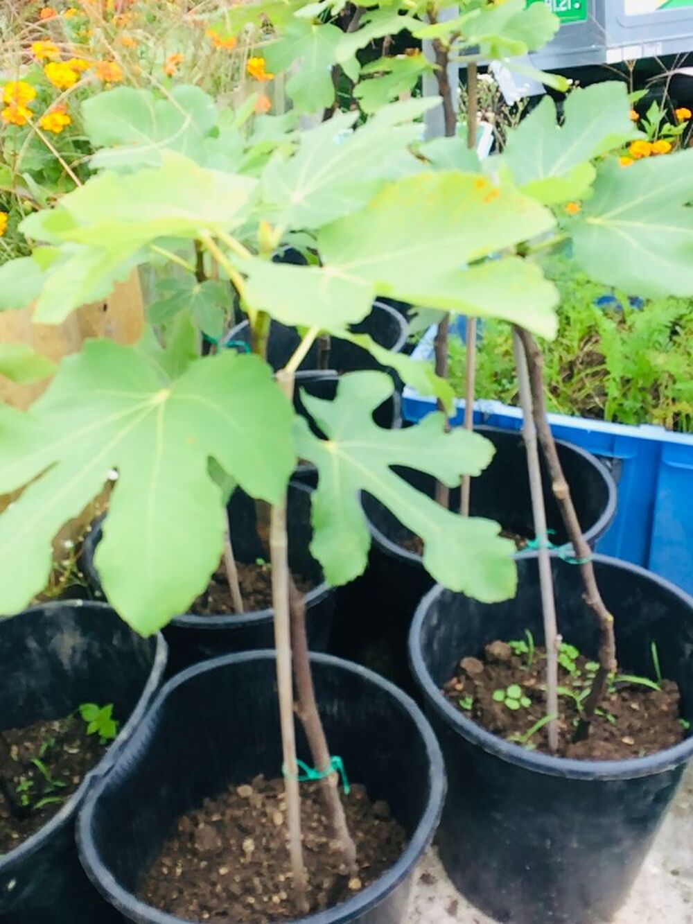 PLANTS DE FIGUIERS A REPIQUER JUSQU'AU DEBUT DU PRINTEMPS Jardin