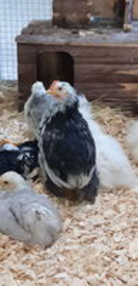   petits coqs de Pekin 