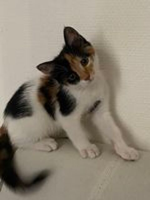   Donne adorable petite chatte câline et très joueuse  