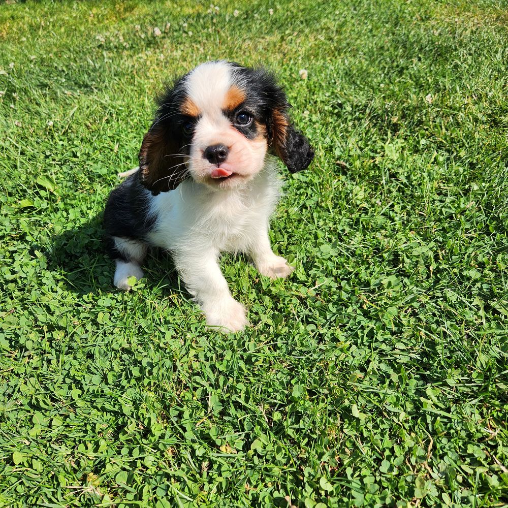   Chiots LOF Cavalier King Charles 