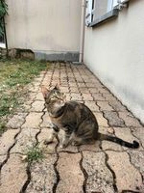   Sora 