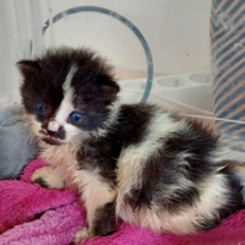   BAHIA et PANDY, un duo a l'adoption  