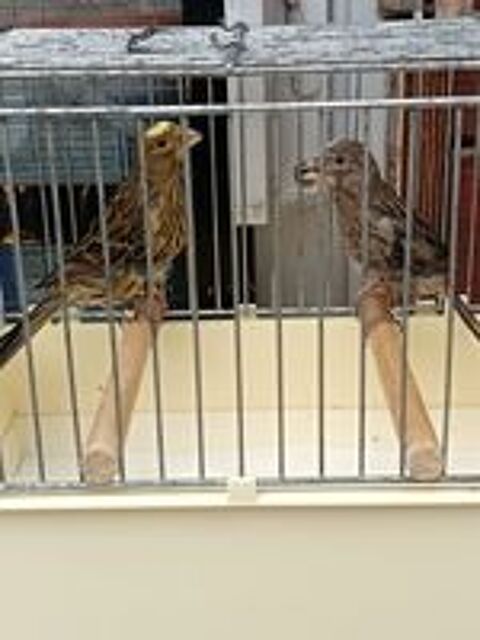   Couple de canaris lizar  