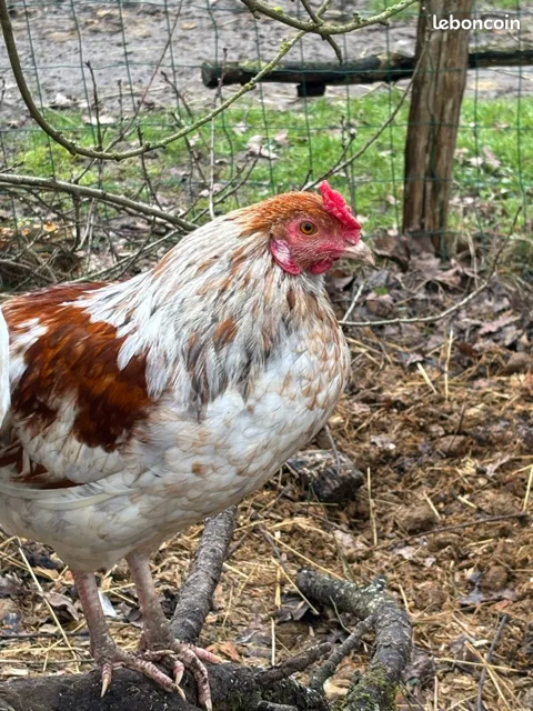 Jeune coq araucana 20 77670 Vernou-la-celle-sur-seine