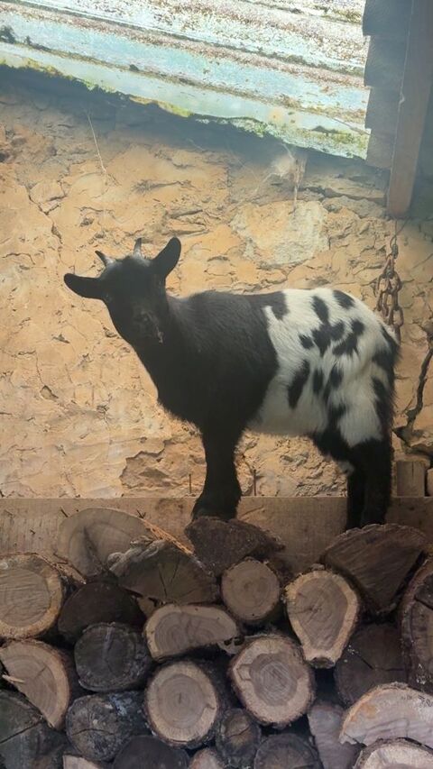 Vend une ch&egrave;vre naine et un bouc castr&eacute; 180 86110 Thurageau