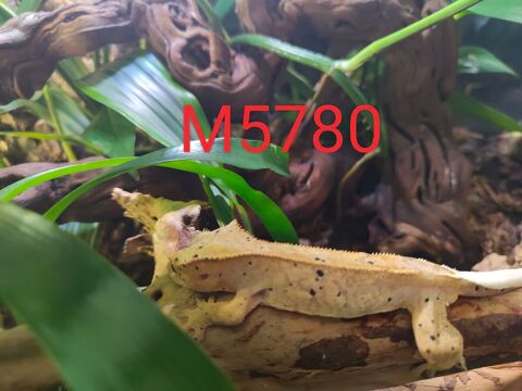 Mâle Gecko à crête Correlophus ciliatus 0 59280 Armentires