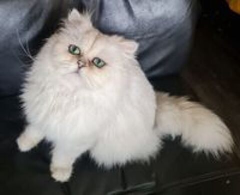   SAILLIE CHAT PERSAN LOOF 