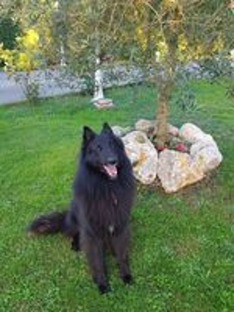   Recherche chienne berger belge Groenendeal pour saillie 