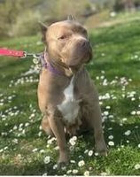   Chien ELECTRA à l adoption 