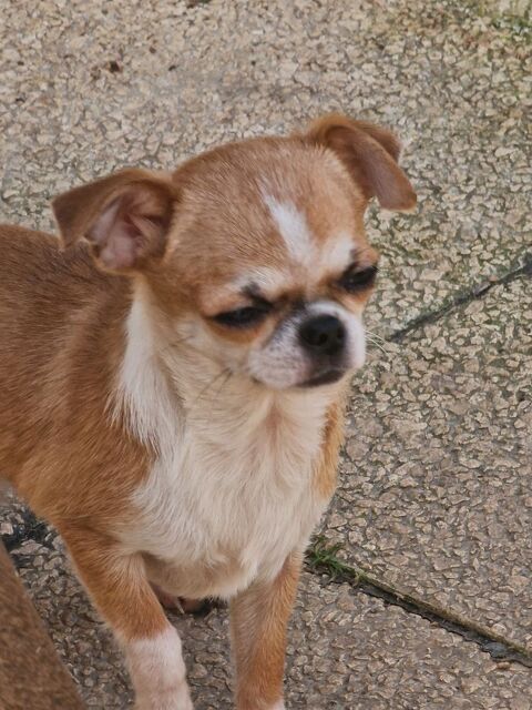 Superbe chiot m�le  fauve et blanc �  pl court. 37120 Luz�