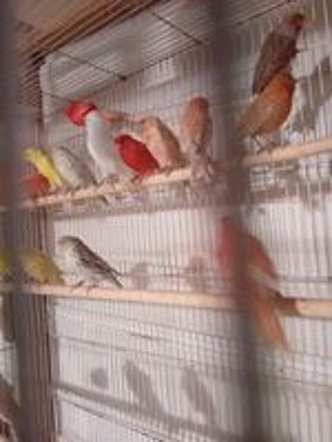   canaris 