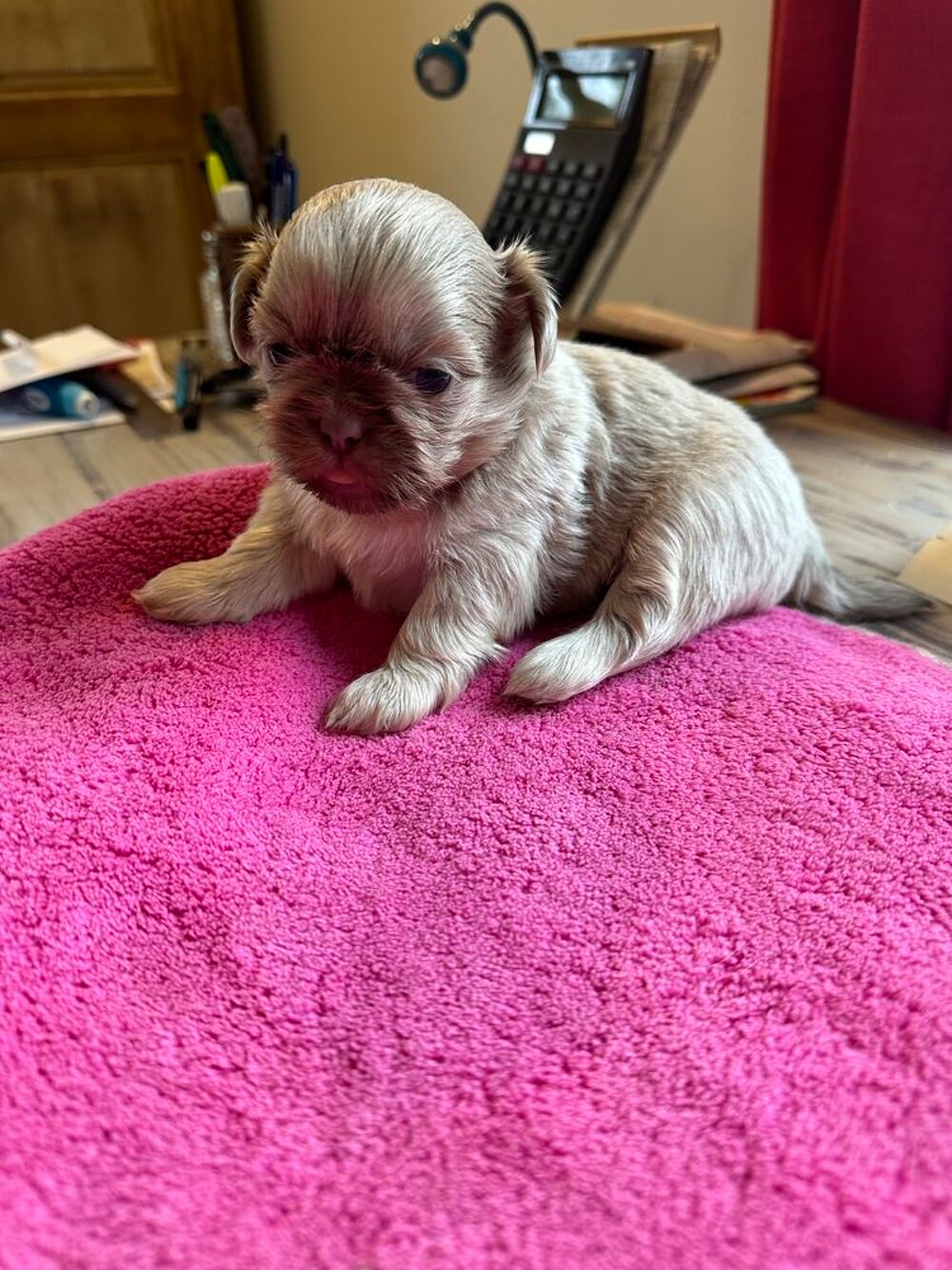   chiots shih tzu non LOF 