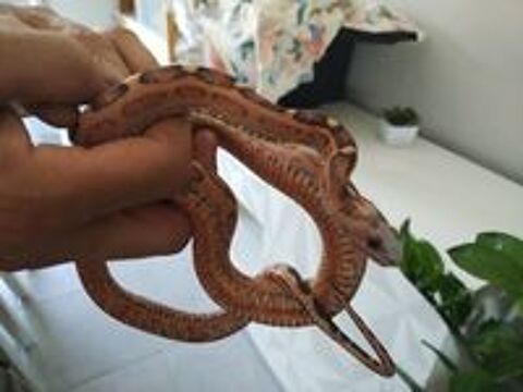   Serpent des blés scaleless femelle 