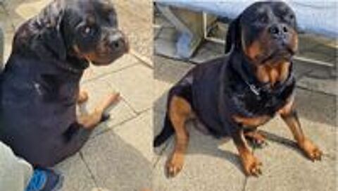   Chiots Rottweiler a rserver  