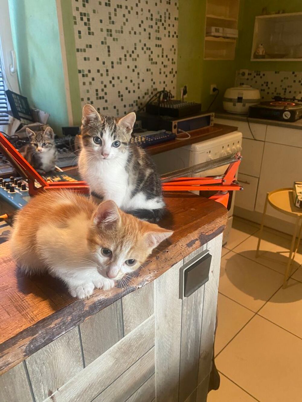  Donne adorables chatons  
