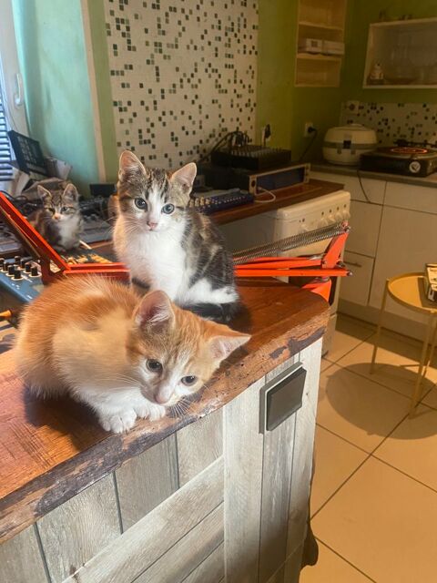 Donne adorables chatons 0 85310 Chaillé-sous-les-ormeaux