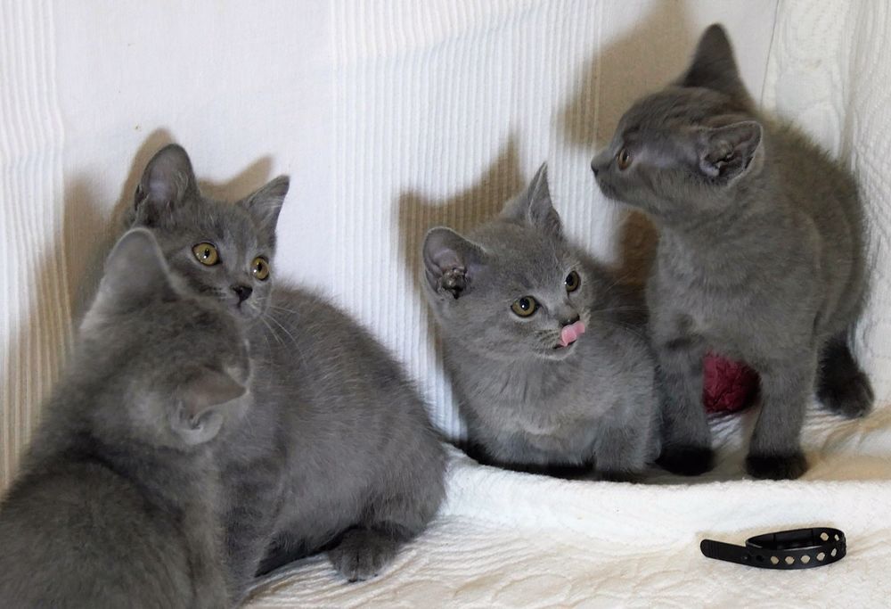   Adorables chatons CHARTREUX Loof, DISPONIBLE 
