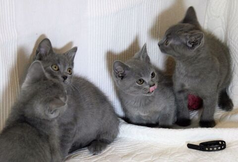 Adorables chatons CHARTREUX Loof, DISPONIBLE 1000 91240 Saint-michel-sur-orge