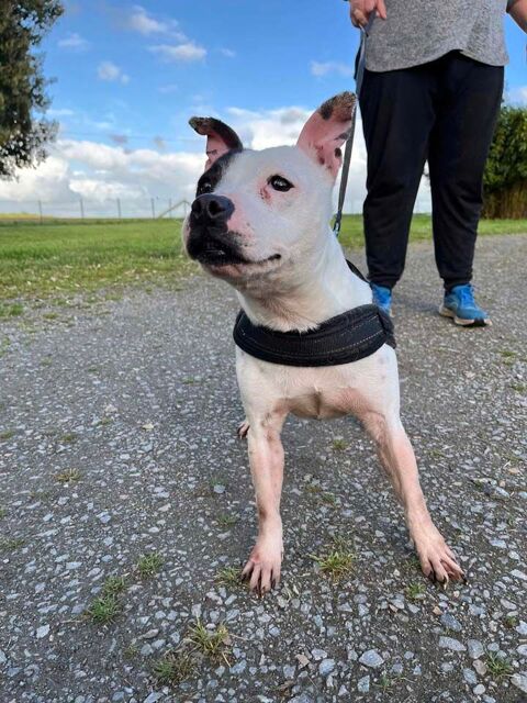 NIKITA, adorable Staffie noire et blanche  adopter via l'association UMA 44130 Blain