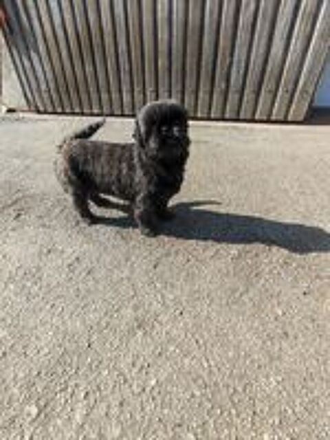   Femelle Shih Tzu 