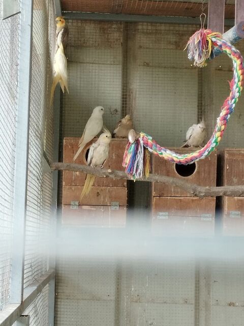 Calopsittes 180 47200 Fourques-sur-garonne