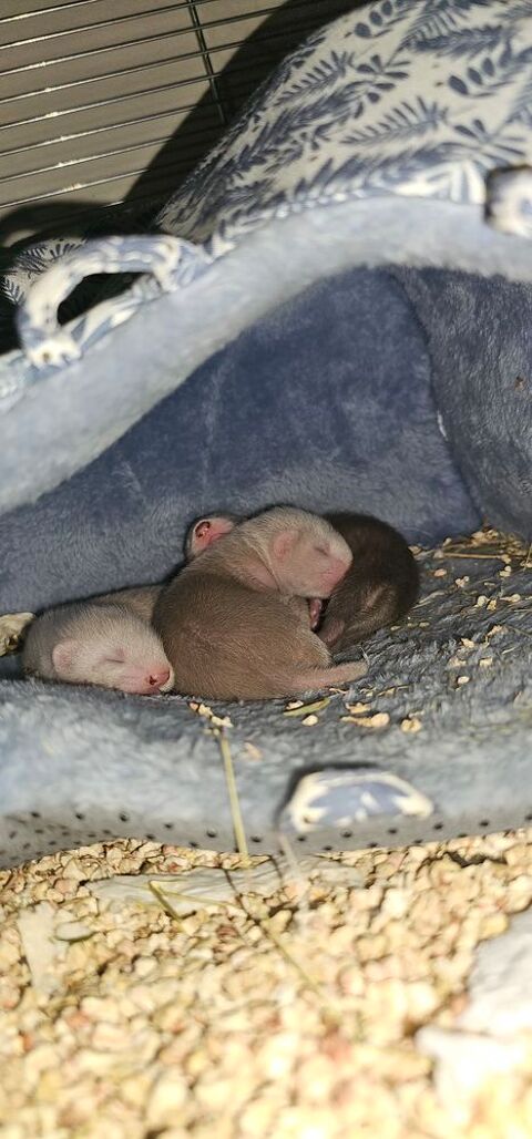3 furetons 250 88390 Sanchey
